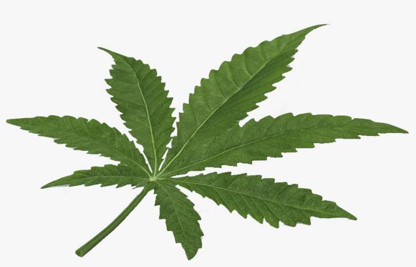 Marijuana Cannabis Real Weed Leaf Clip Freeuse Stock - Cannabis, transparent png download
