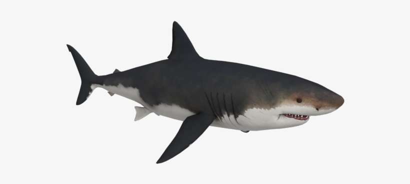 Megalodon 3d Model, transparent png download