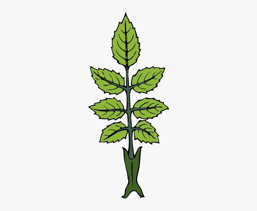 Mint Branch Clip Art At Clker - Rose Leaves Clip Art, transparent png download