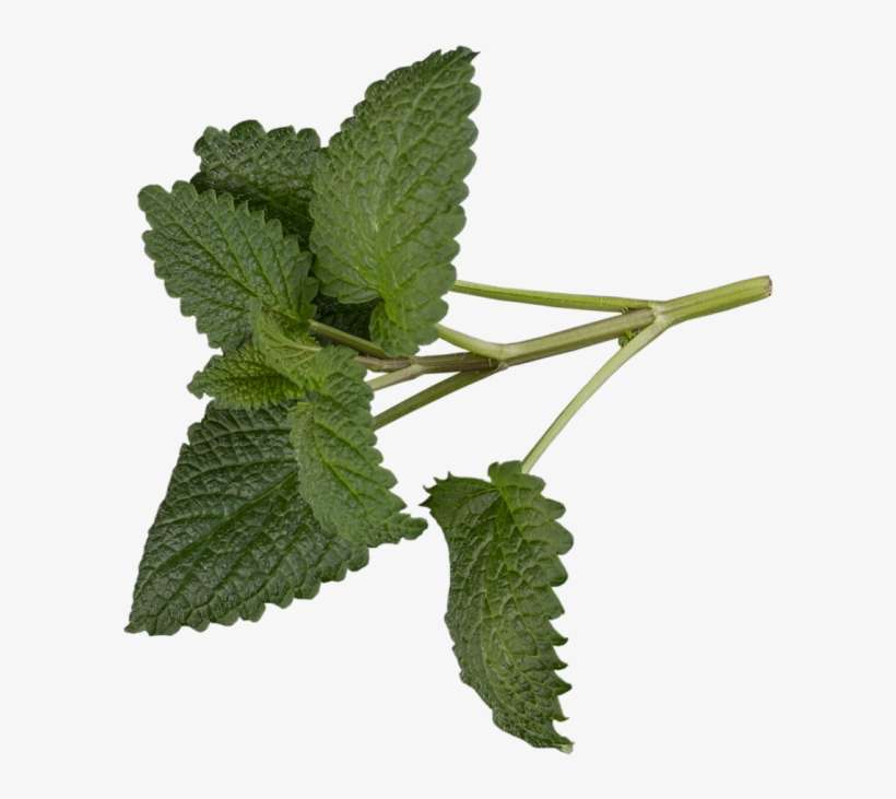 Mint - Tree, transparent png download