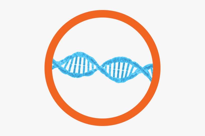 Dna Screening - Dna, transparent png download