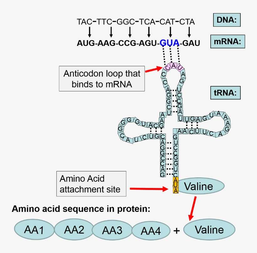 The Sequence Of Coding Events From The Dna Coding Strand - Dna, transparent png download