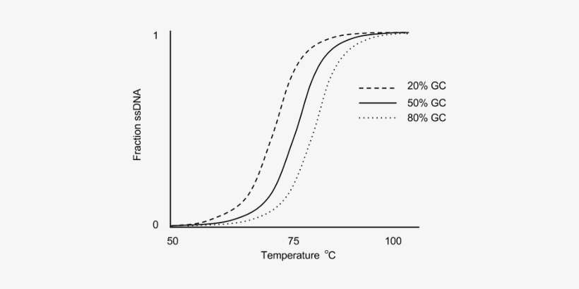 To Better Understand The Nature Of Dna Melting, Researchers - Dna Melting Curve, transparent png download