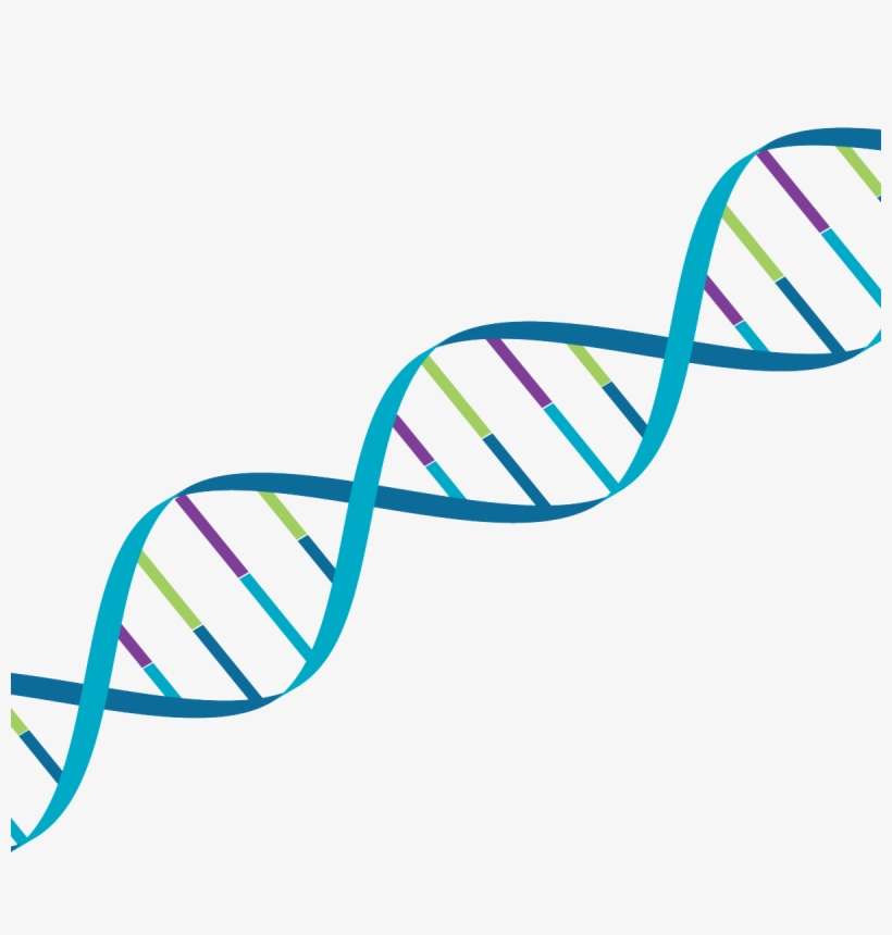 Strand Of Dna In Mps Society Colours, transparent png download