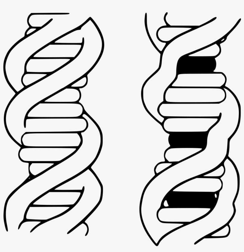 Intercalating Dye, transparent png download