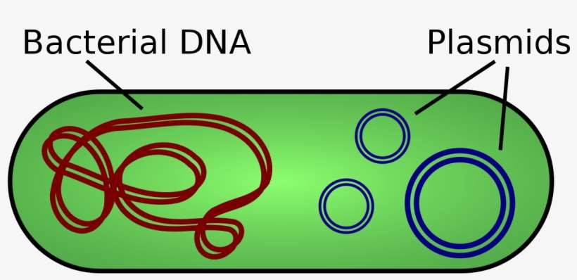 Plasmid Definition Biology, transparent png download