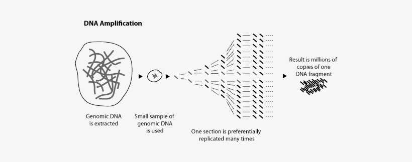 The Polymerase Chain Reaction Uses Very Short Pieces - Process Of Dna Amplification, transparent png download