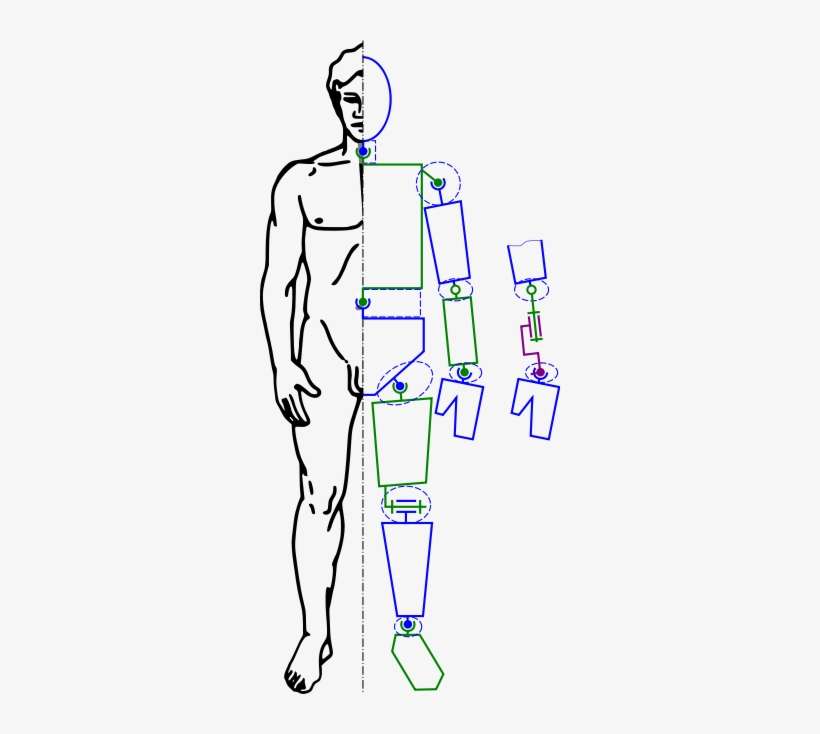 A Model Of The Human Skeleton As A Kinematic Chain - Kinematic Chain, transparent png download