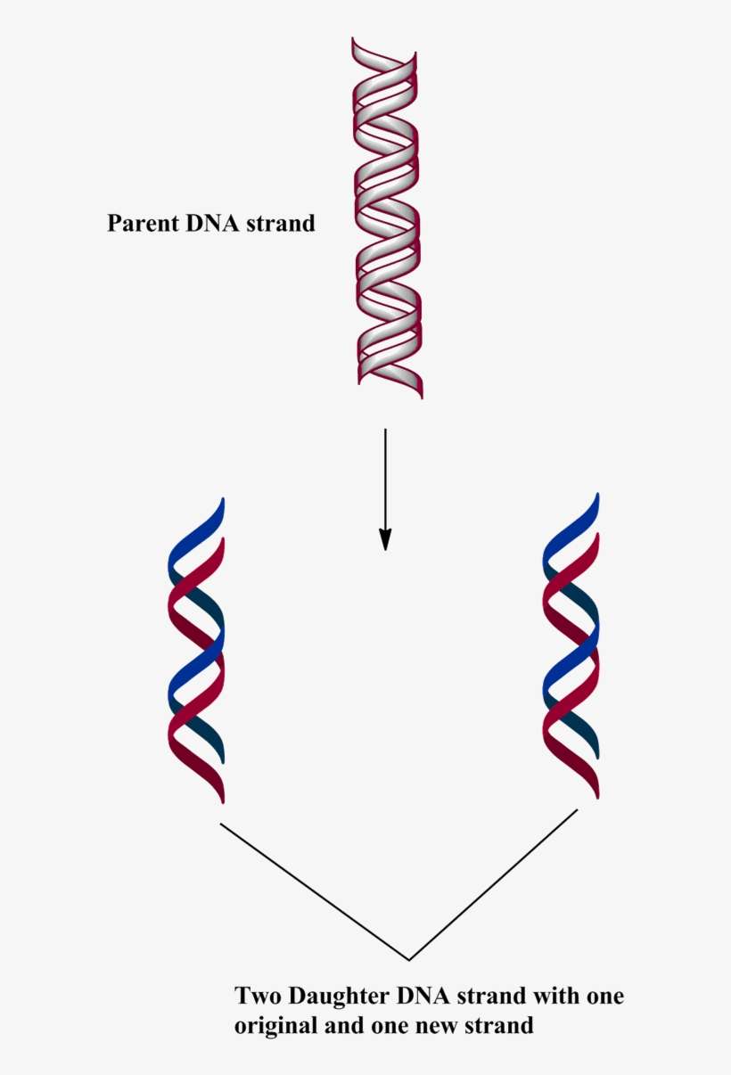 C - - Semiconservative Replication, transparent png download