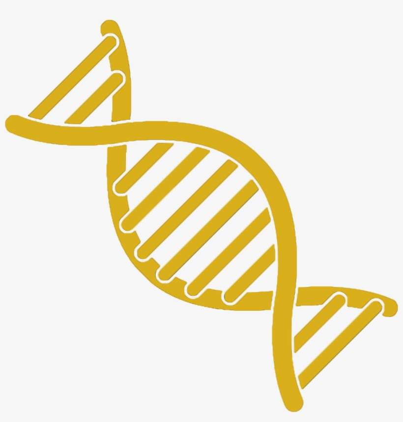 Dna Typing Of Cattle Represents A Significant Improvement - Dna Image Clip Art, transparent png download