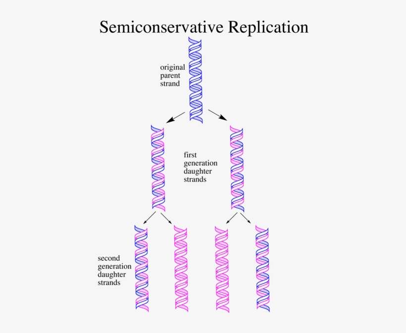 Semiconservative Replication - Dna Replication Said To Be Semiconservative, transparent png download