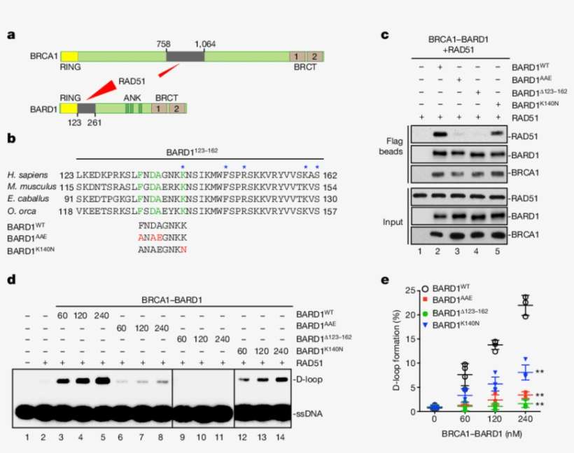 Relevance Of The Bard1-rad51 Complex In Dna Strand - Figure-four, transparent png download