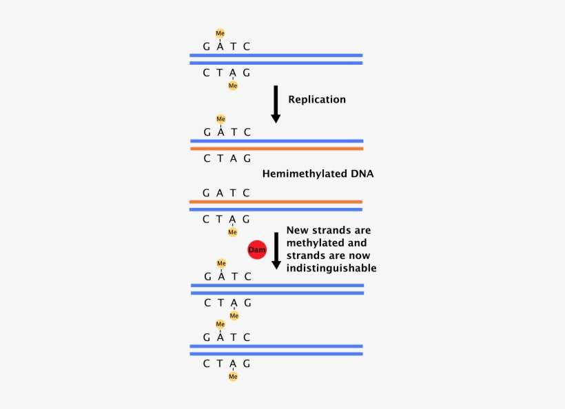 Hemimethylated Dna, transparent png download