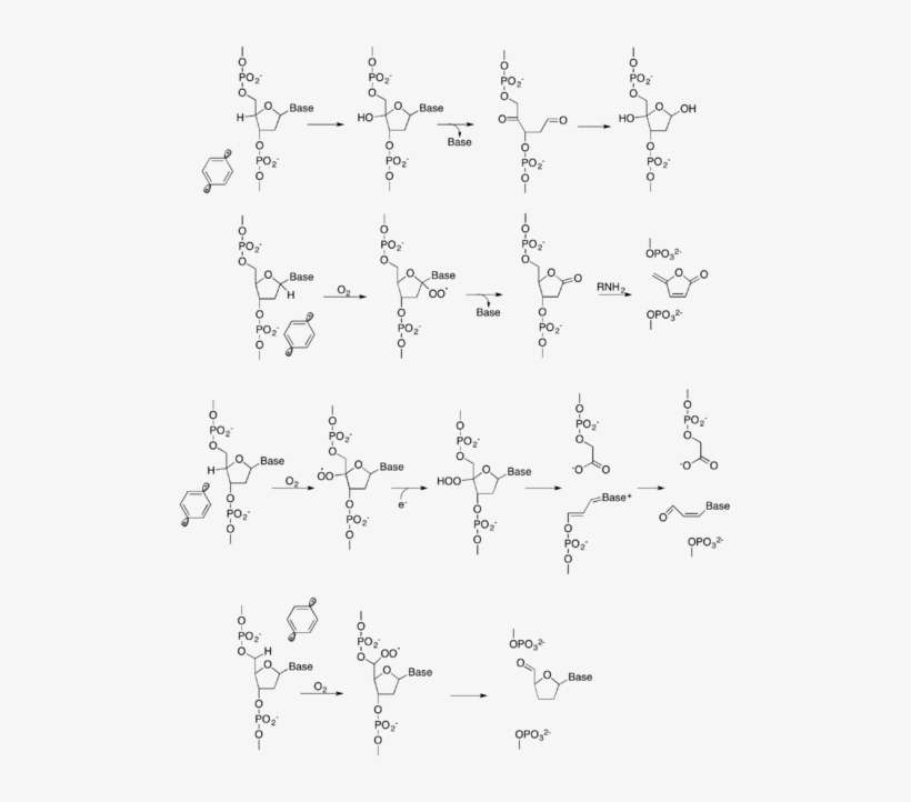 Different Mechanisms Of Dna Cleavage By P-benzyne - Writing, transparent png download