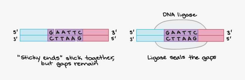Fragment 1 Of Dna - Dna Ligase Example, transparent png download
