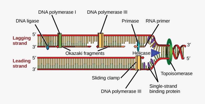 Illustration Shows The Replication Fork - Location Of Topoisomerase, transparent png download