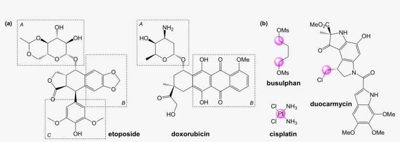 They Stabilise The Interaction Of The Enzyme With The - Dna, transparent png download
