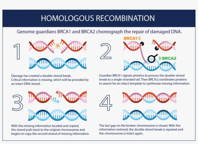 Homologous Recombination Is A Process That Continually - Genome, transparent png download