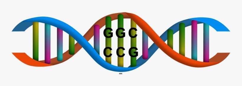 Onerainbowdnastrand - Chromosome Proteins And Genes, transparent png download