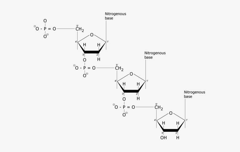 Dna Has Direction - Diagram PNG Image | Transparent PNG Free Download ...