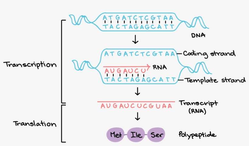 Transcription Uses One Of The Two Exposed Dna Strands - Template Strand, transparent png download
