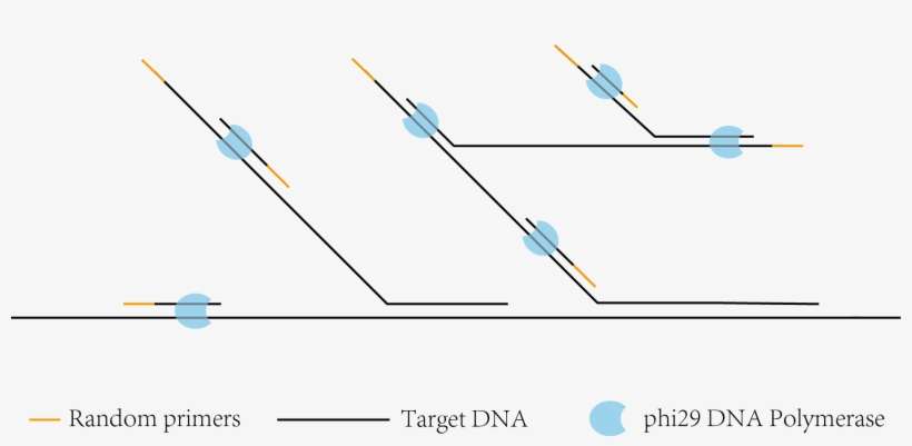 In Mda System, When Random Primers Anneal To The Template - Diagram, transparent png download
