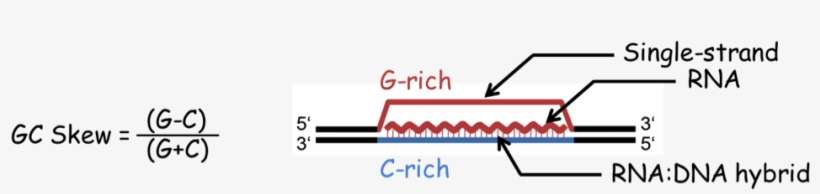 Dna Hybrid Forces The Second Dna Strand Into A Looped - R Loop Dna Rna Hybrid, transparent png download
