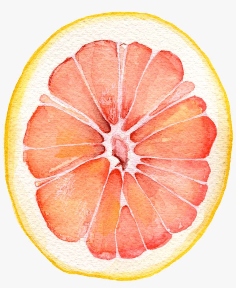 Grapefruit Watercolor, transparent png download