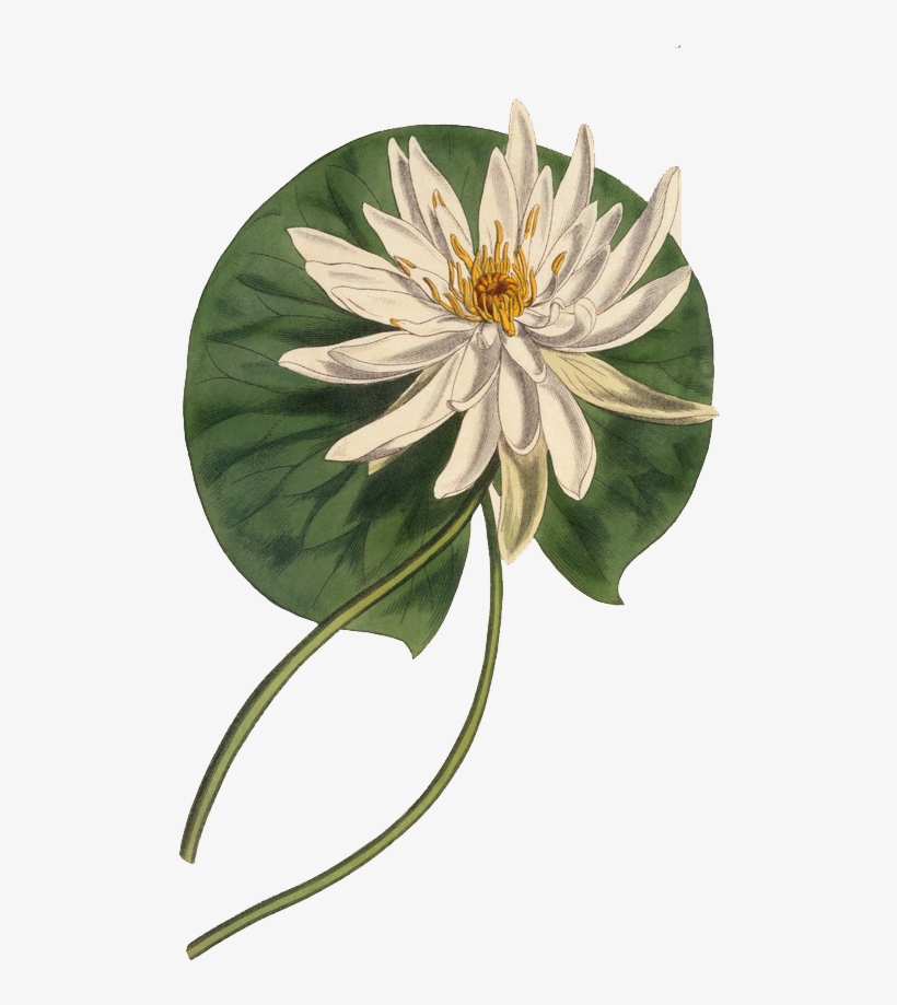 Botany Botanical Illustration Curtis - Botanical Illustration, transparent png download