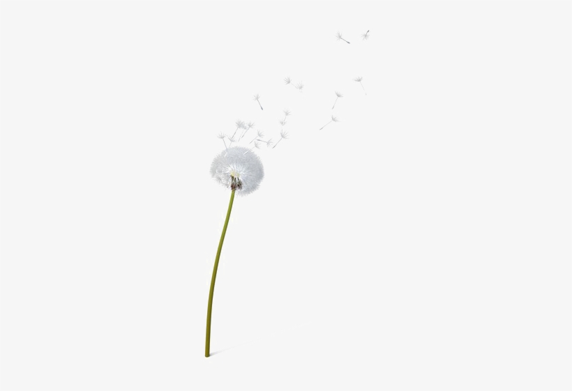 Background Png Mart Image - Hydrangea, transparent png download