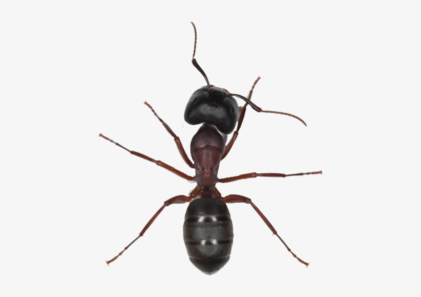 Download - Ant Png, transparent png download