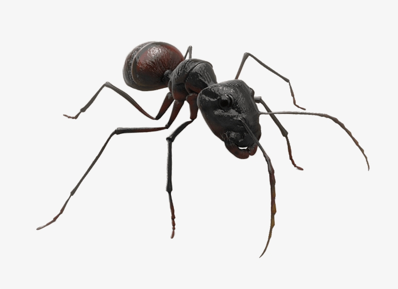 Winged Ants Png, transparent png download