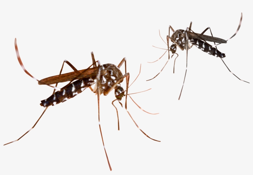 Mosquito Png Transparent Image - Mosquito Png, transparent png download