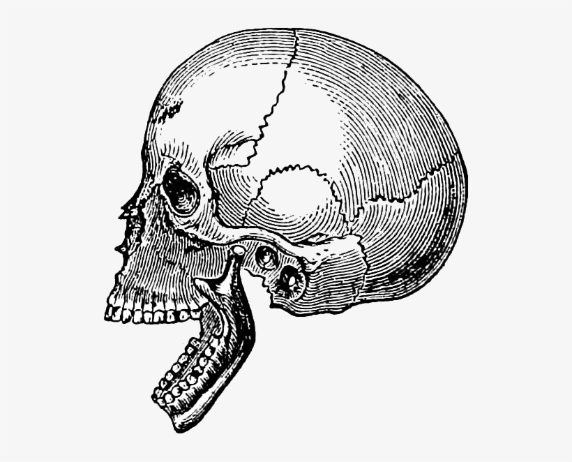 Embodiment Coaching Abigail Rose Clarke The Dream - Drawing, transparent png download