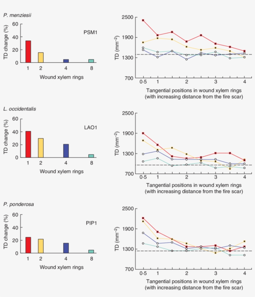 Changes In Tracheid Density Between Normal Xylem (ring - Xylem, transparent png download