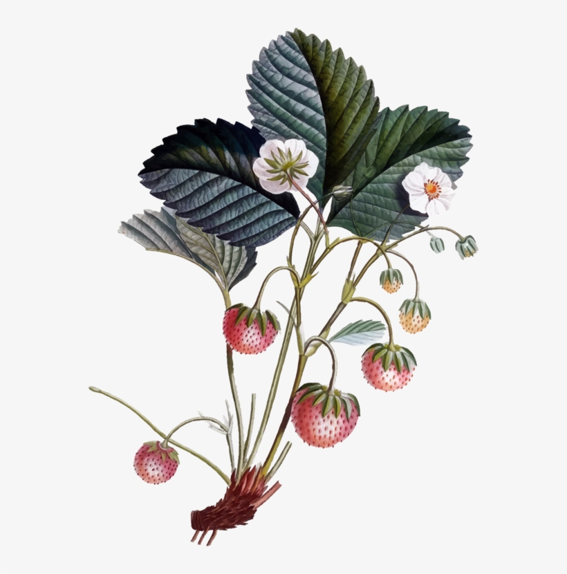 Botany Drawing Botanical Illustration Botanical Illustrator - Botanical Illustration, transparent png download