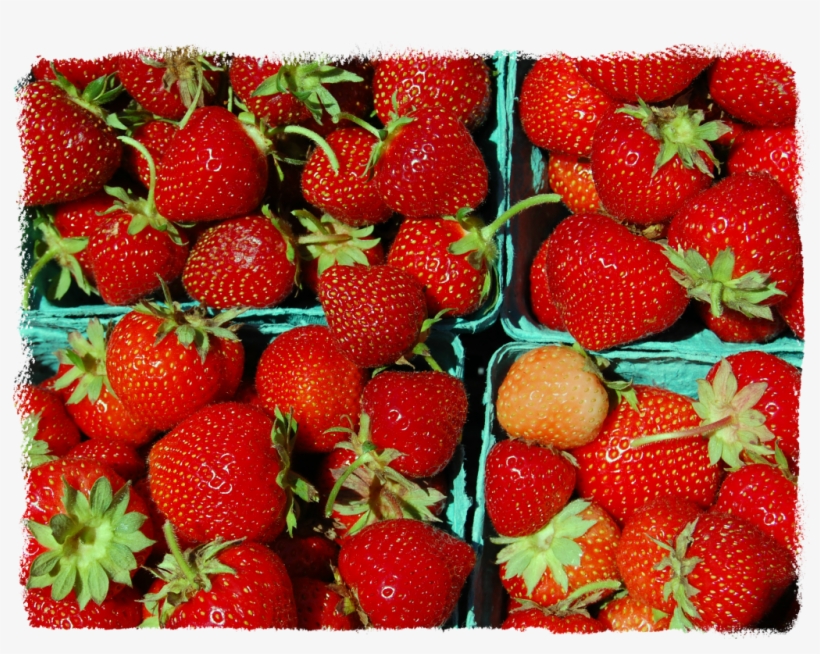 Strawberries-1024×7671 - Strawberry, transparent png download