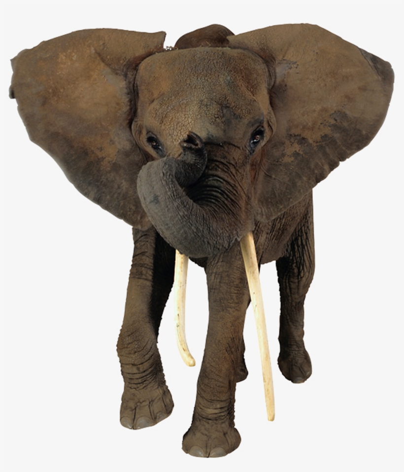 African Elephant Head Png - Transparent Background Elephant Png, transparent png download