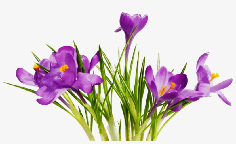 Coolest Transparent Flower Clipart Flowers And Ribbon Spring