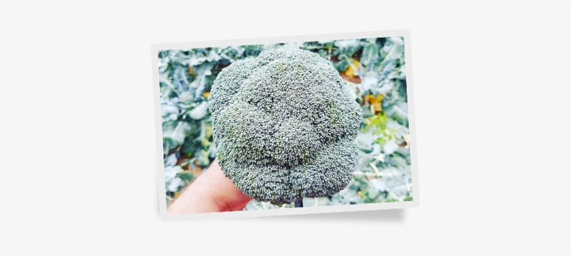 Bravo To Broccoli - Broccoli, transparent png download