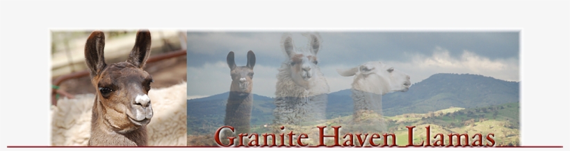 Gotland Garmet - Yarn, transparent png download