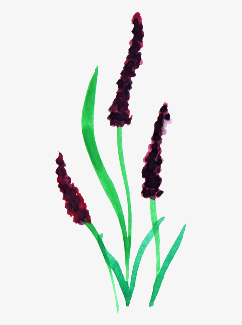Watercolor Transparent Onlygfx - Watercolor Painting, transparent png download