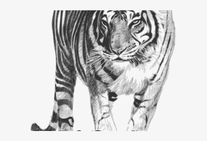 White Tiger Png Transparent Images - Poem About Endangered Tigers, transparent png download