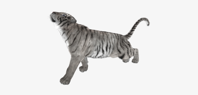 Tiger, Big Cat, Predator, Dangerous, Cat - Tiger, transparent png download