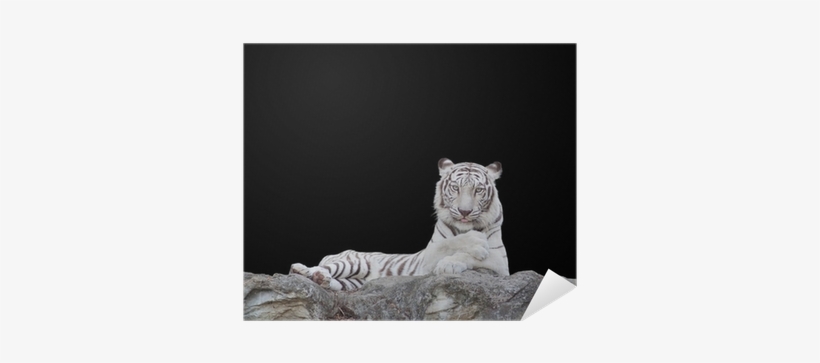 White Tiger, transparent png download