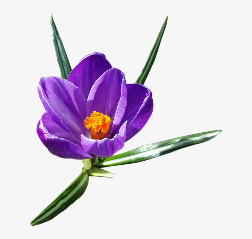 Crocus Png Transparent Images - Crocus Png, transparent png download