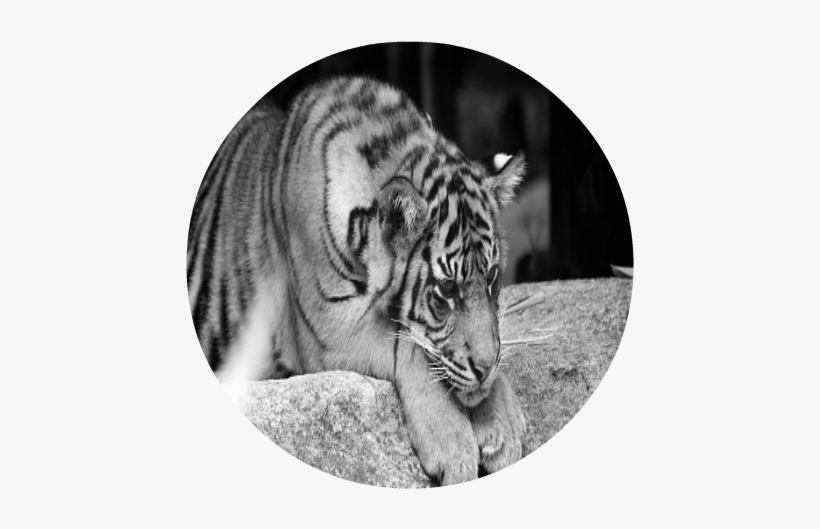 Sad Tiger - Siberian Tiger, transparent png download