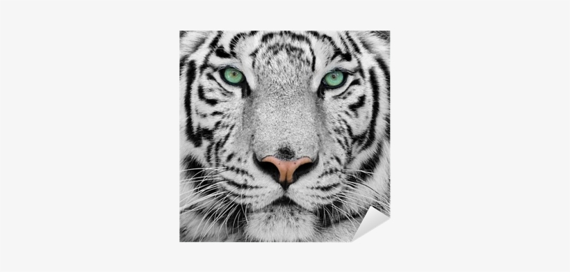White Tigers 2014 Wall Calendar, transparent png download