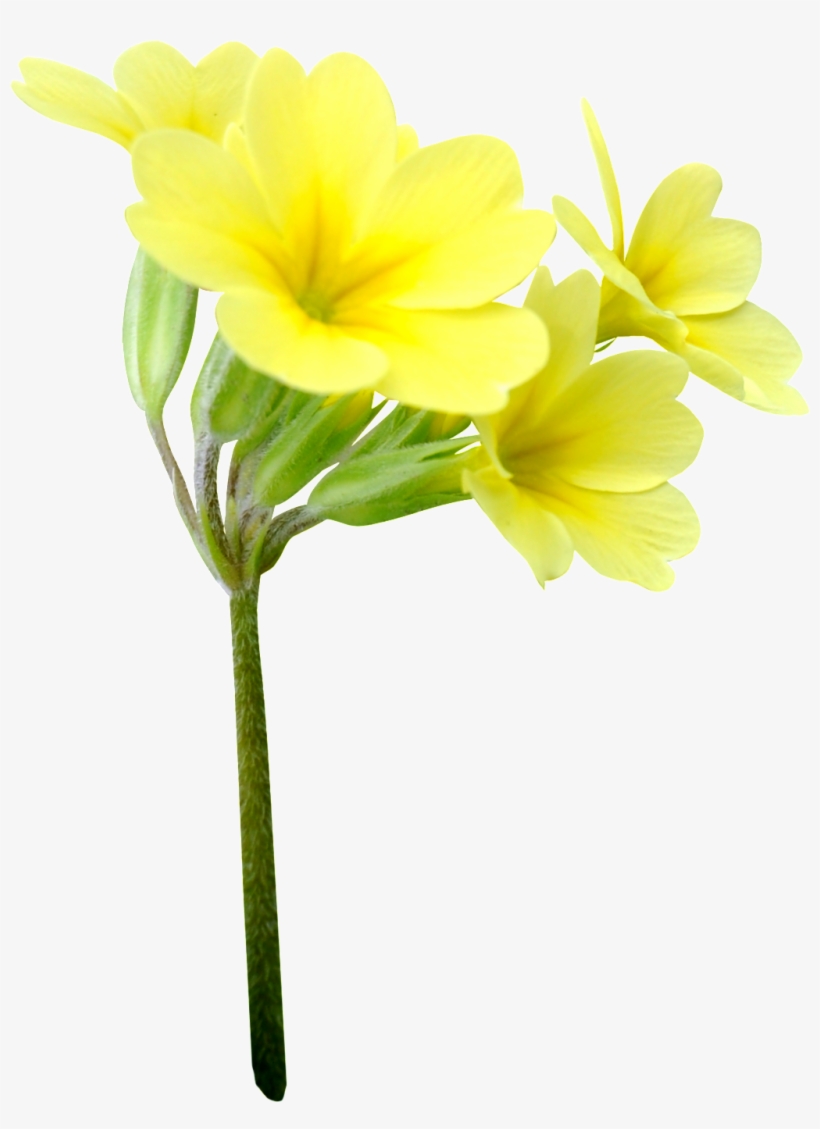 Four Yellow Flowers Png Transparent - Portable Network Graphics, transparent png download