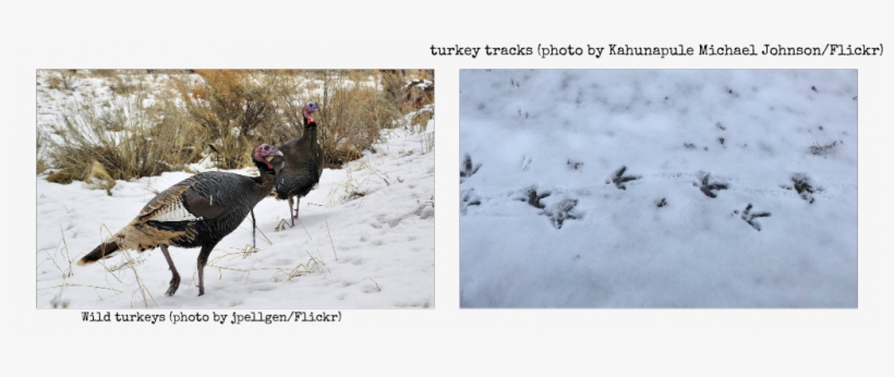 Larry Weber Is Just Chock-ful Of Good Advice This Week, - Wild Turkey, transparent png download